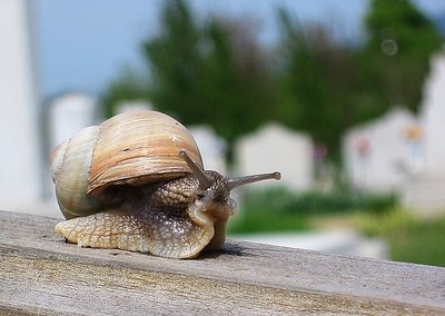 Way of the snail