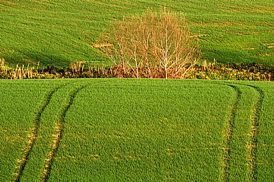 colline toscane# 2