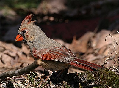 girl cardinal