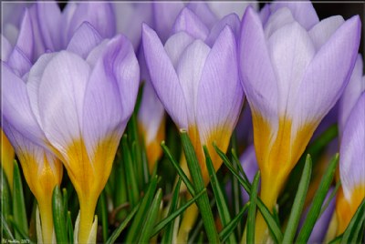 Spring Crocus 10