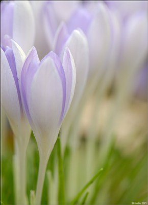 Spring Crocus 12