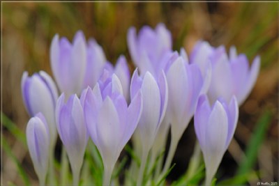 Spring Crocus 13