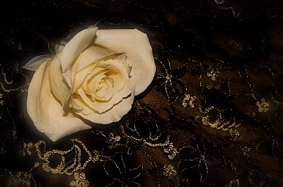 Rose on Lace