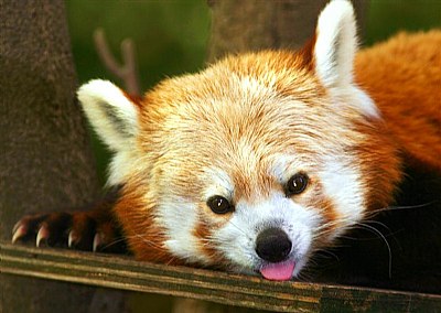 Red Panda