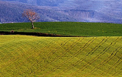 colline toscane# 3