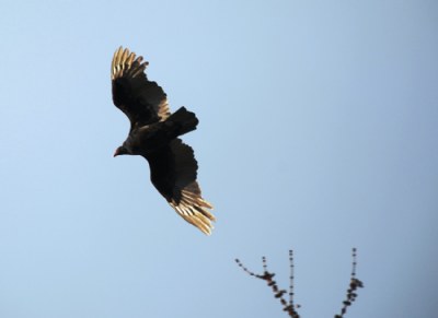 Turkey Vulture