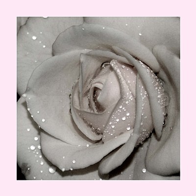 Wet Rose/Rosa Mojada