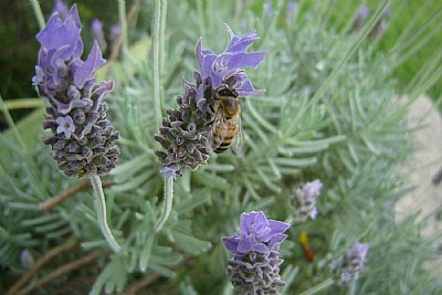 lavanda e abelha