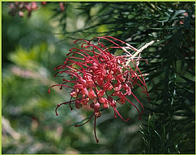 Grevillia 2