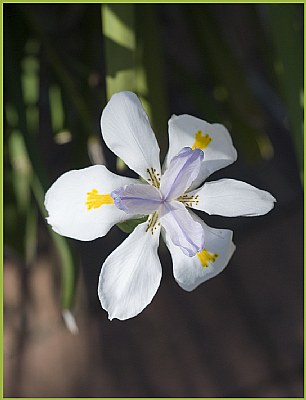 Australian Iris
