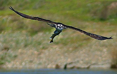 Osprey at Work