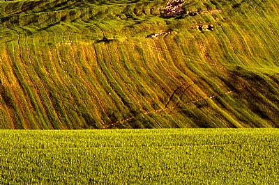 colline toscane# 13