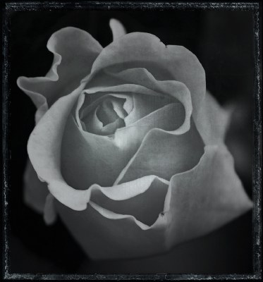 sad poetic rose