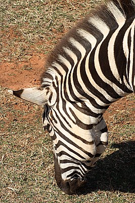 Zebra