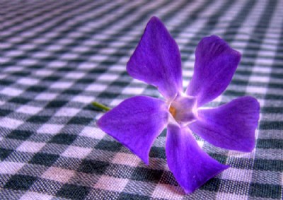 Flor