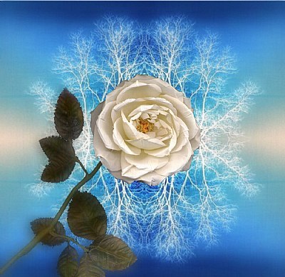 White Rose