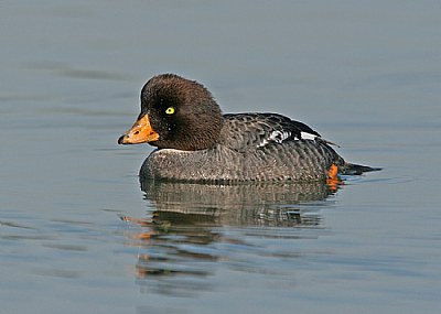 Barrow's Goldeneye (F)