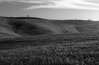 colline toscane# 18