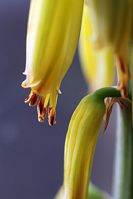 Aloe