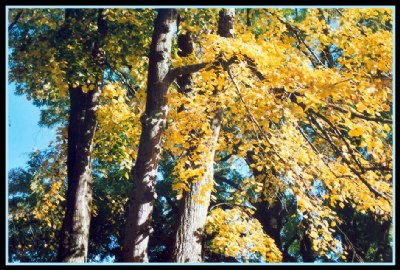 Brown-Green-Yellow