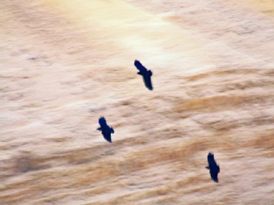 Three crows in flight