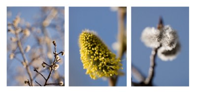 spring coming soon [1]