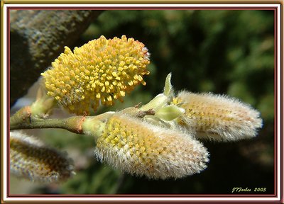 Pussy Willow #2