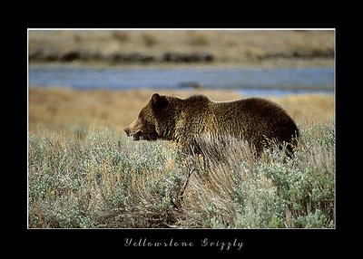 Yellowstone Grizzly