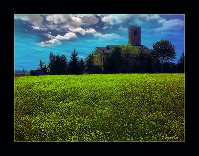 Buttercups field