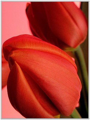 Tulip Texture..