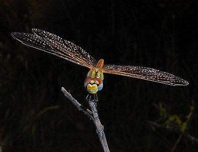 Dragonfly