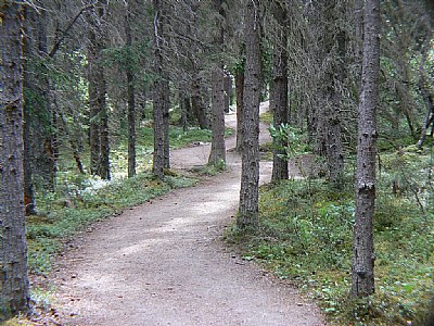 Long And Winding Trail