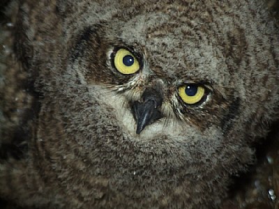 Owlet