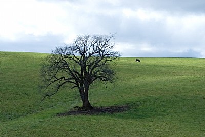 Black Cow Tree