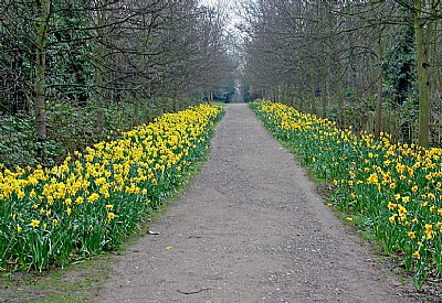 A walk in the wood