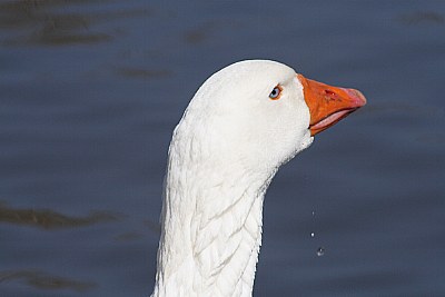 Goose on pond