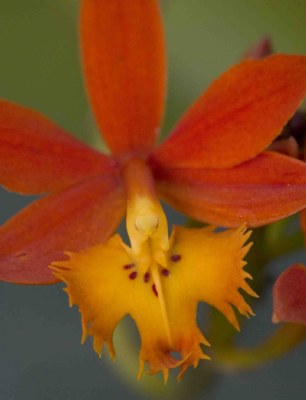 Flaming Flower