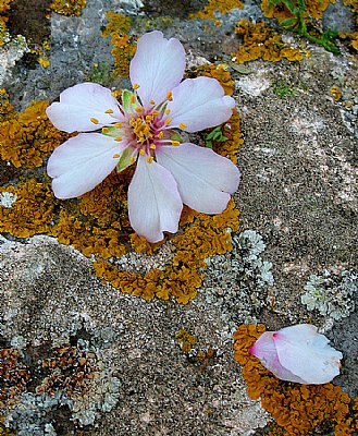 Almond Petals and Lichens