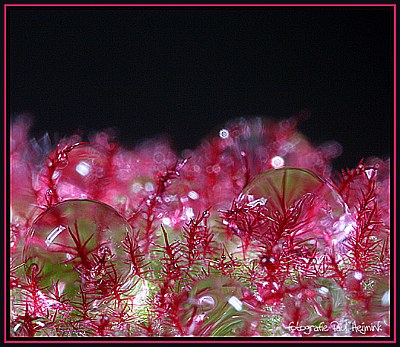 morning dew