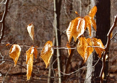 Nature's Clothesline