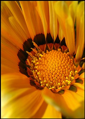 Gerbera Blosum