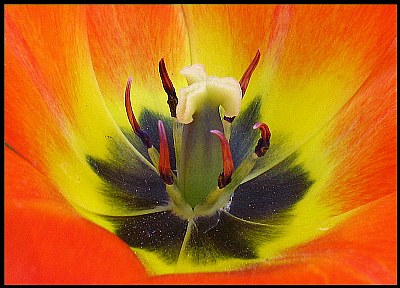 Tulip