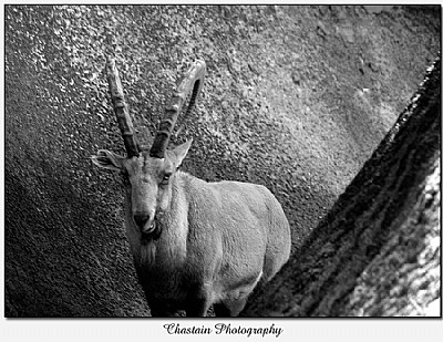 Himalayan Ibex No. 2