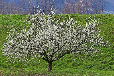 primavera