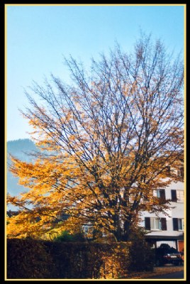 Last leaves of the year
