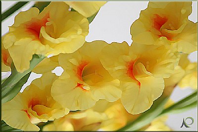 yellow-orange gladioles
