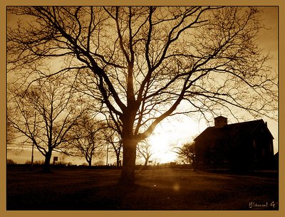 Tree and the Church
