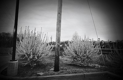 two bushes in Denville - nj 03