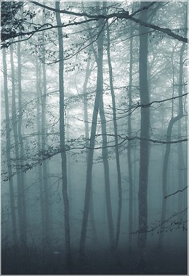 Foggy wood