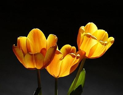 Tulips